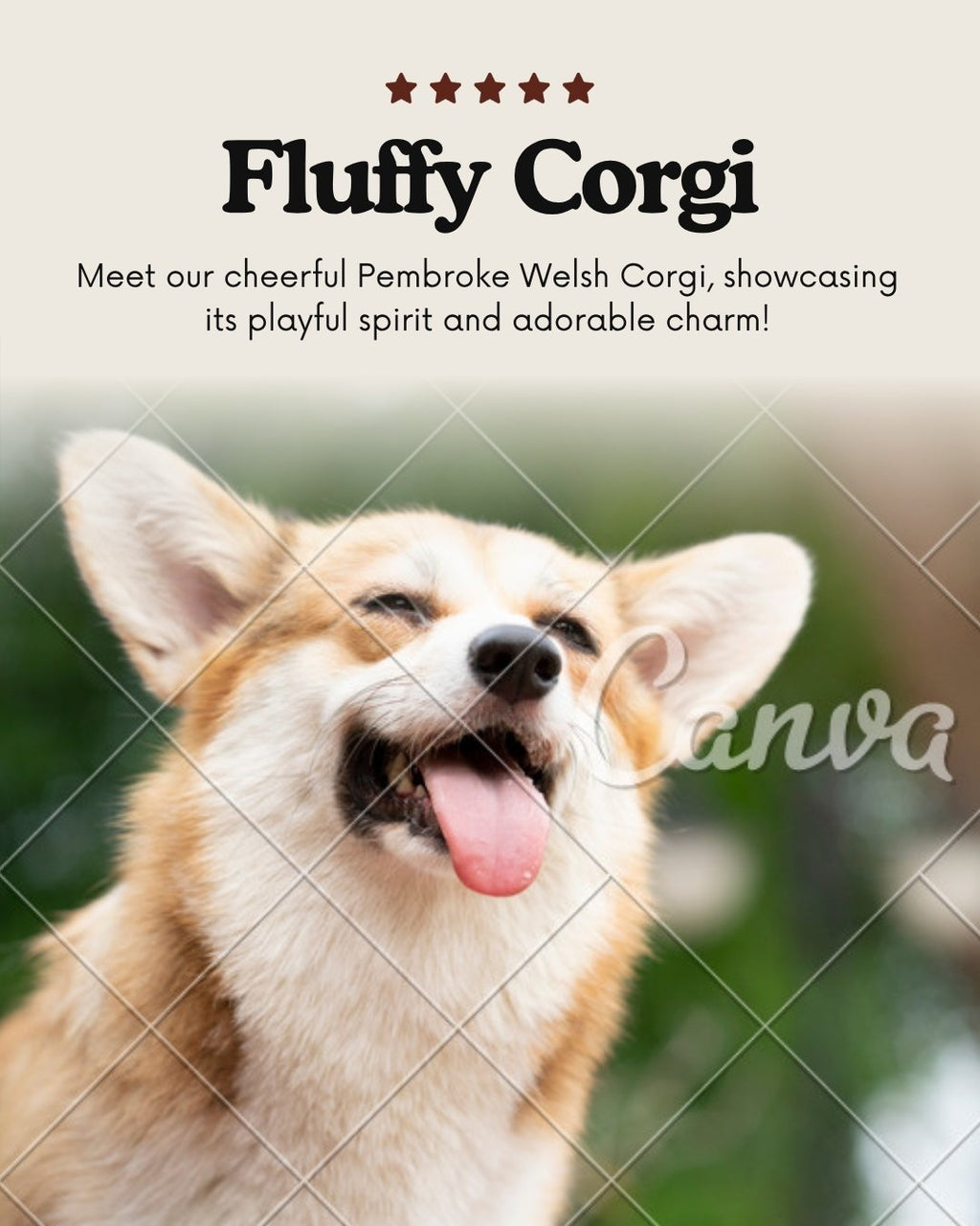 Corgi wearing a bandana