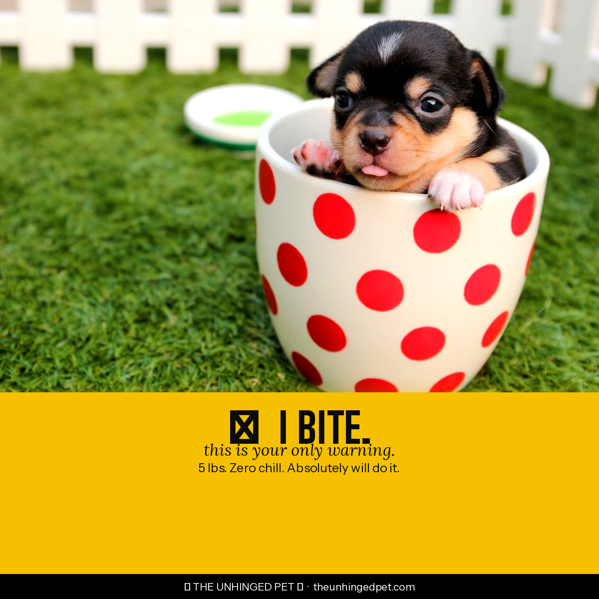 Chihuahua I Bite Tee