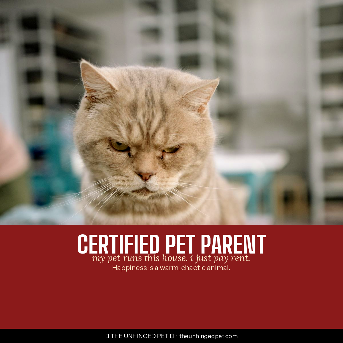 Grumpy cat certified chaotic mug