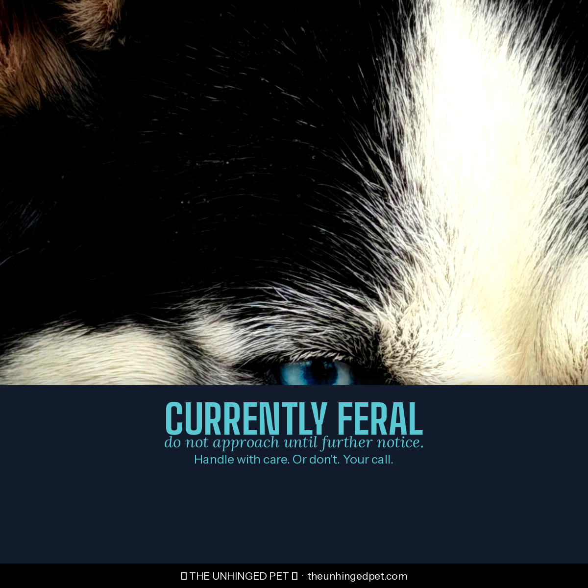 Husky currently feral mug
