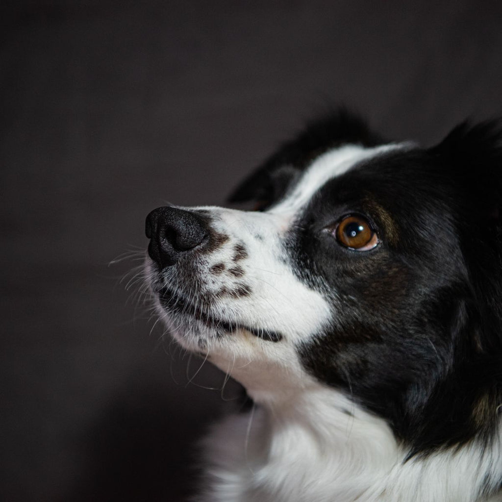 Border Collie lifestyle - Feral Mode Tee