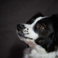 Border Collie lifestyle - Feral Mode Tee