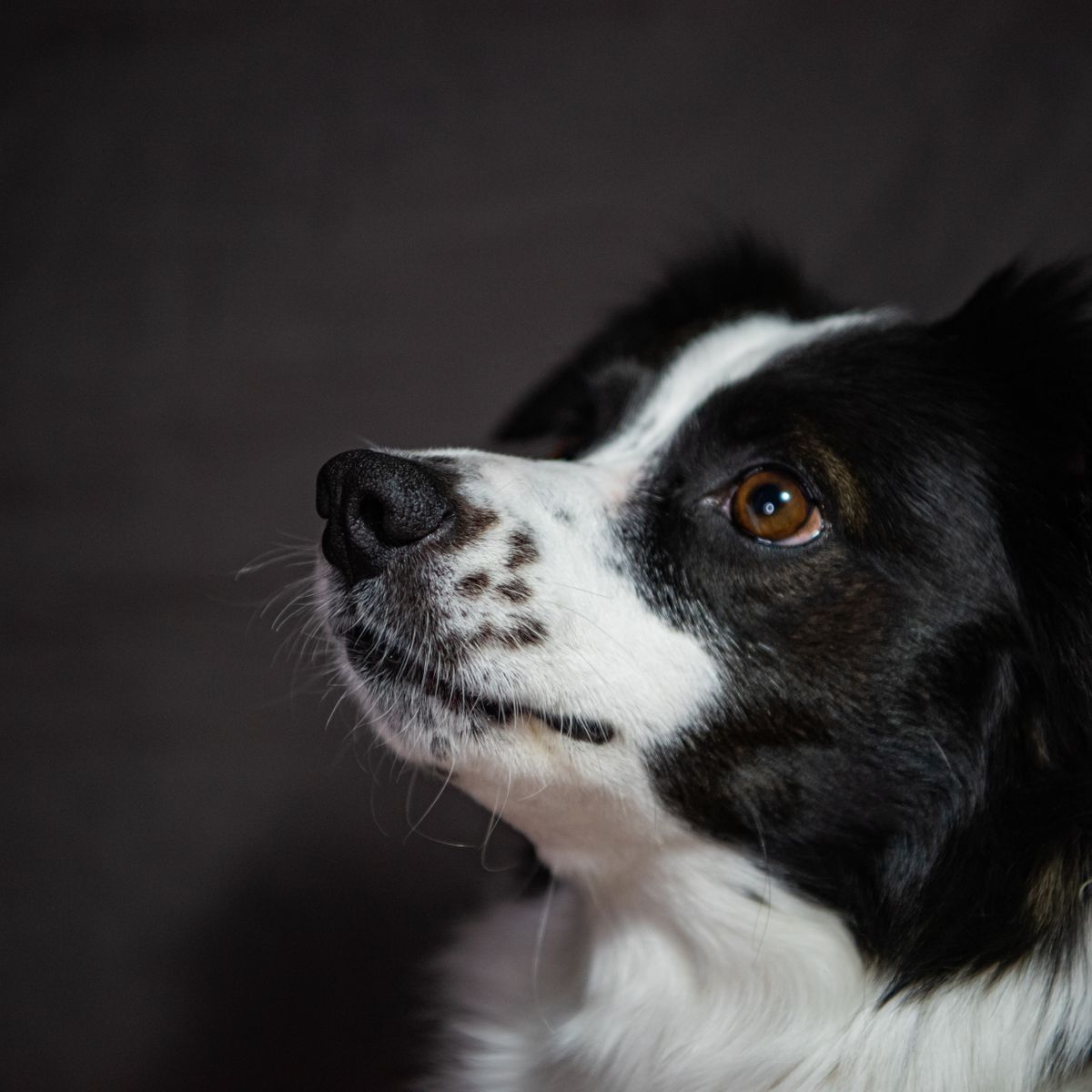 Border Collie lifestyle - Feral Mode Tee