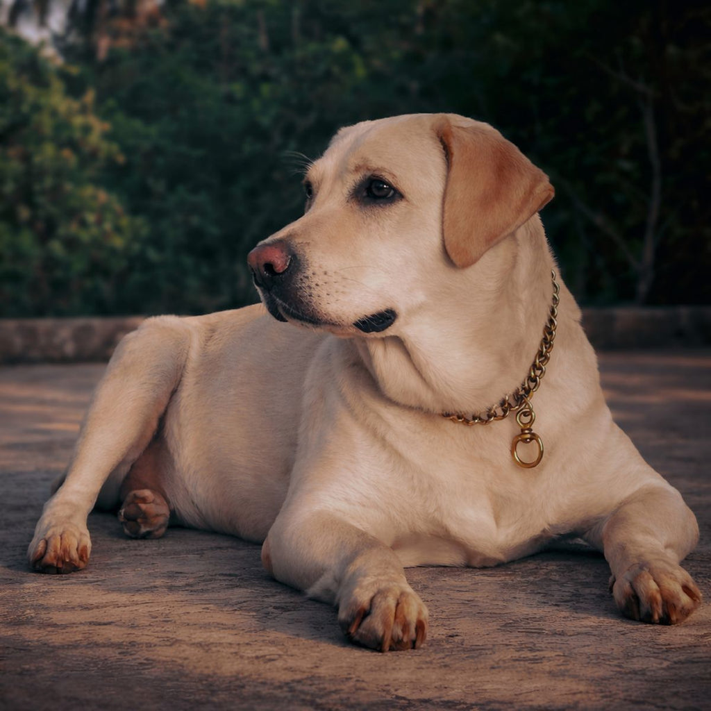 Labrador retriever lifestyle - Certified Chaotic Mug