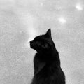 Black cat lifestyle - Currently Feral Mug