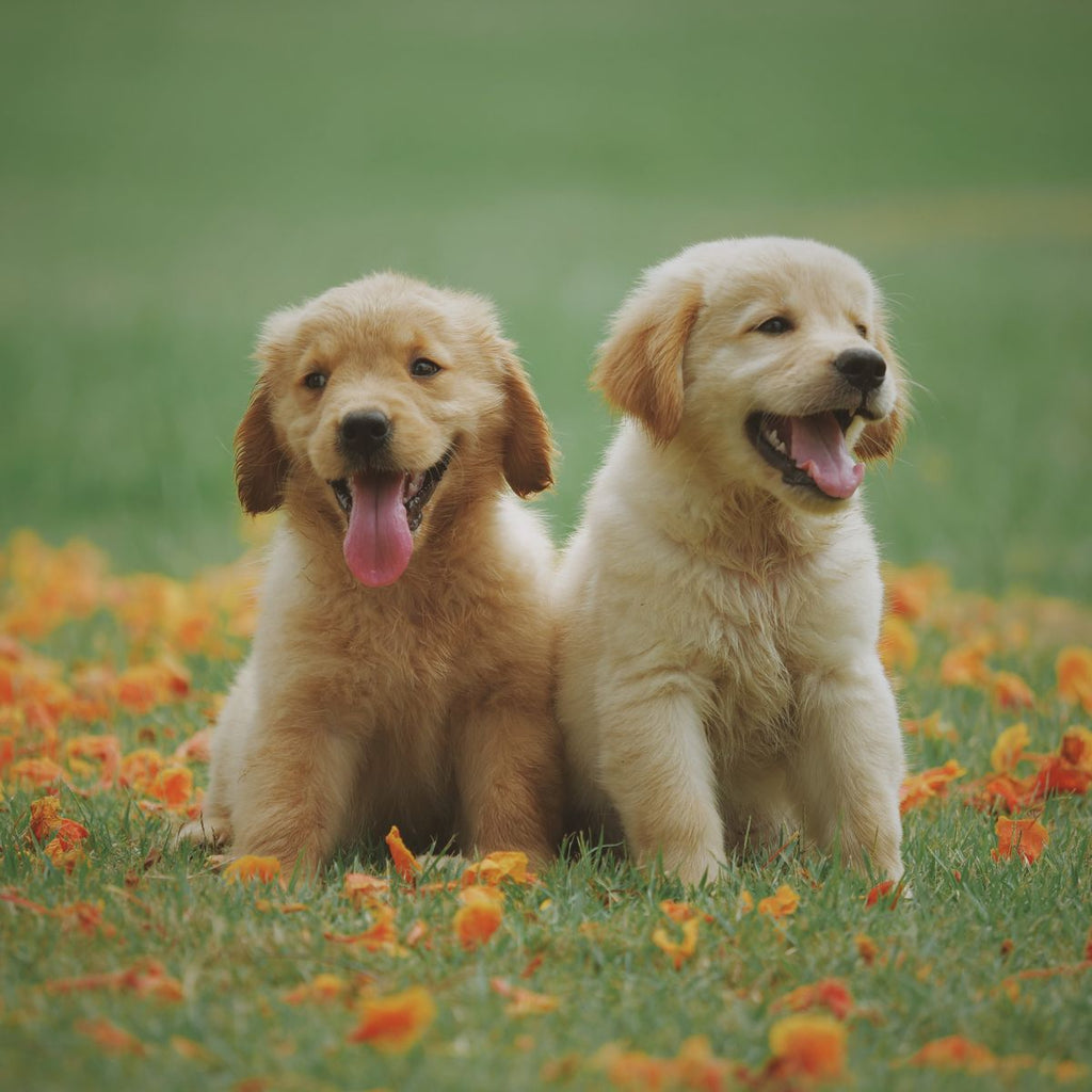 Lab puppies lifestyle - I Bite Tee