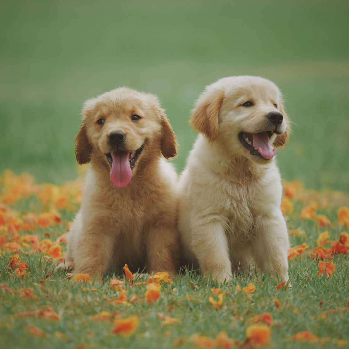 Lab puppies lifestyle - I Bite Tee