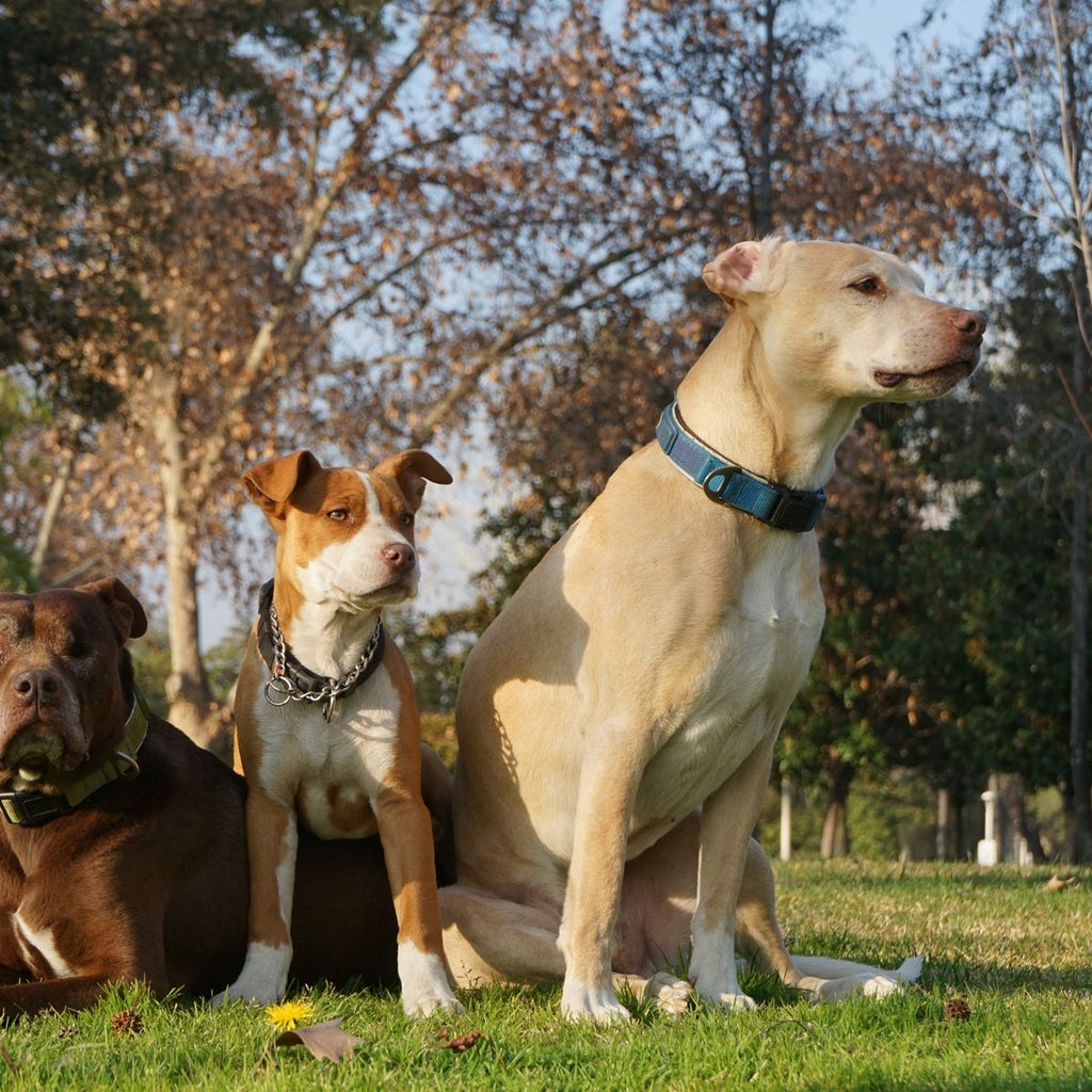 Pitbull lifestyle - Chaos Agent Tee
